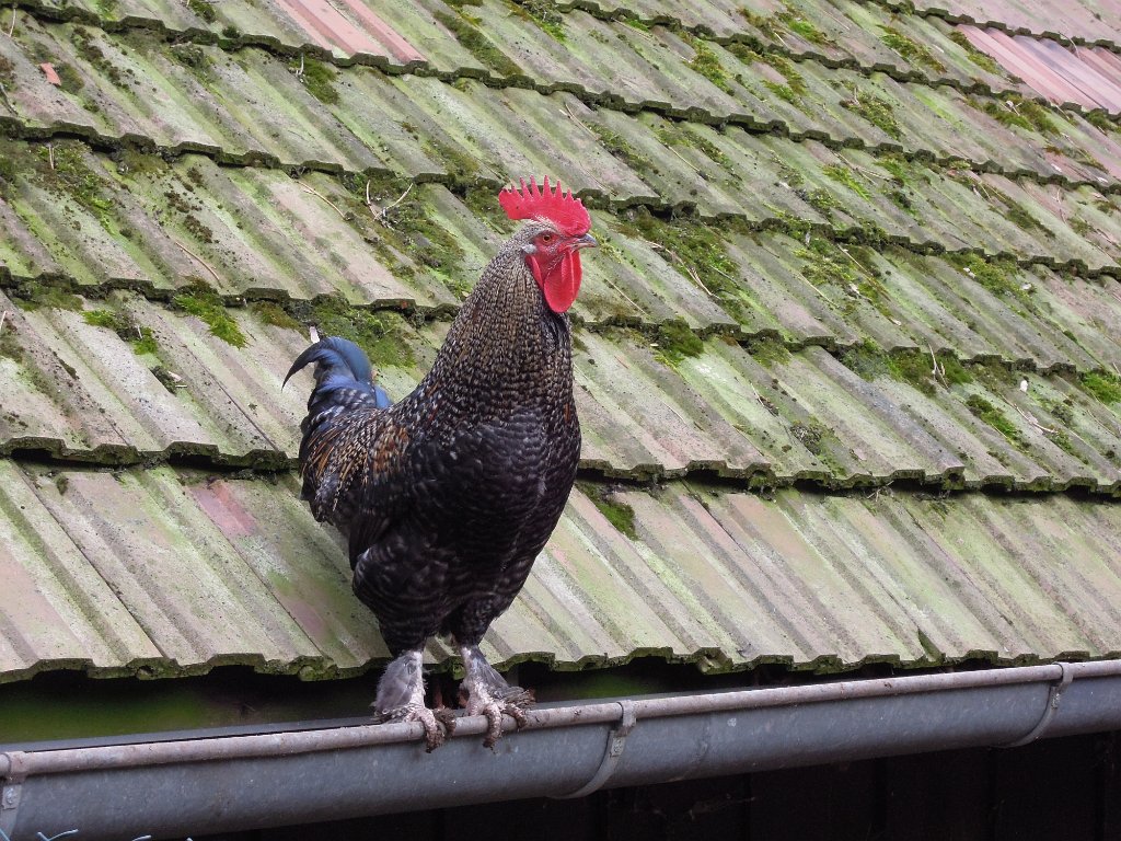 DSCN3043.JPG -                Gockel auf der Dachrinne ...