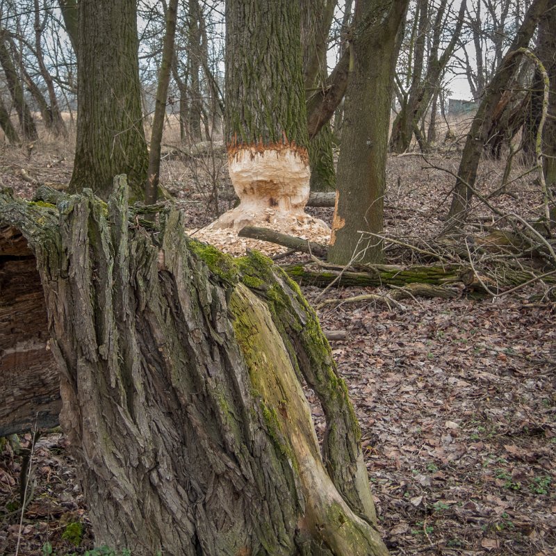 DSCN0301.jpg - Bald hat er den gut 20m hohen Baum gefällt ...