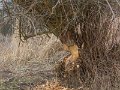 DSCN0294