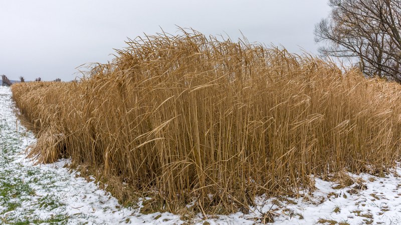 _DSC5134.jpg - Chinaschilf (Miscanthus)