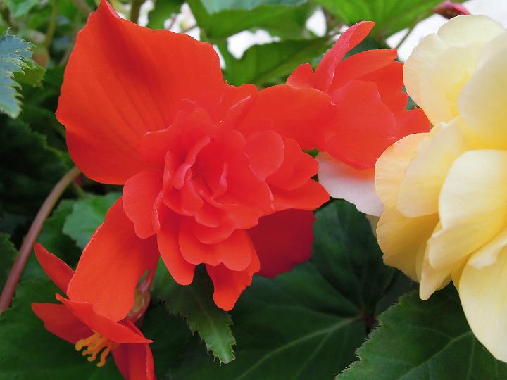 DSCN1142.JPG - Reicher Blumenschmuck