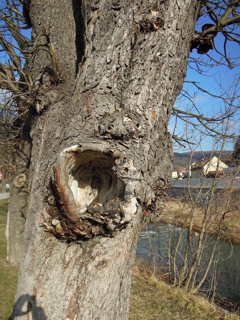 DSCN3878.JPG - An der Triesing