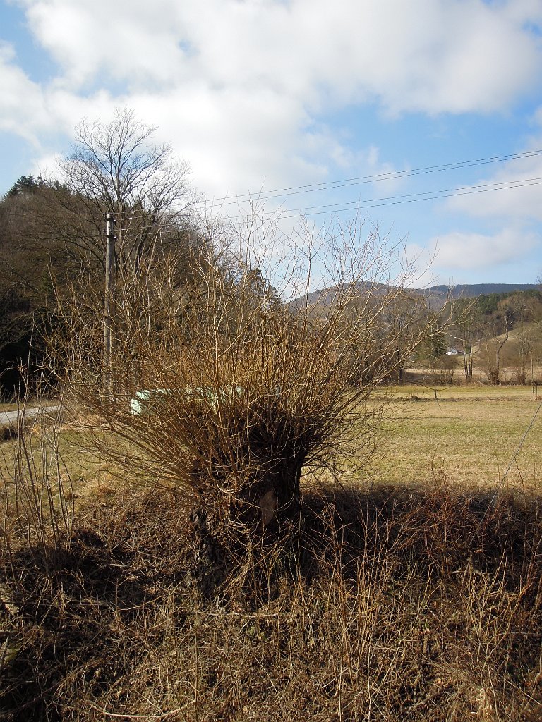 DSCN3882.JPG - Weide