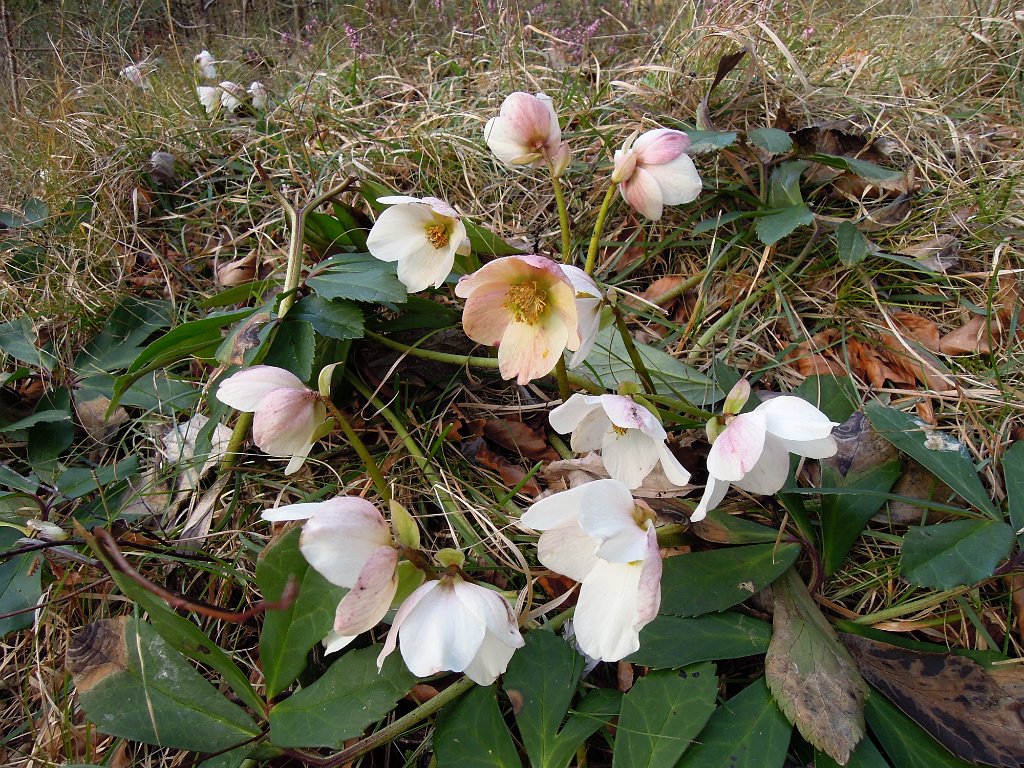 DSCN3932.JPG - Schneerosen