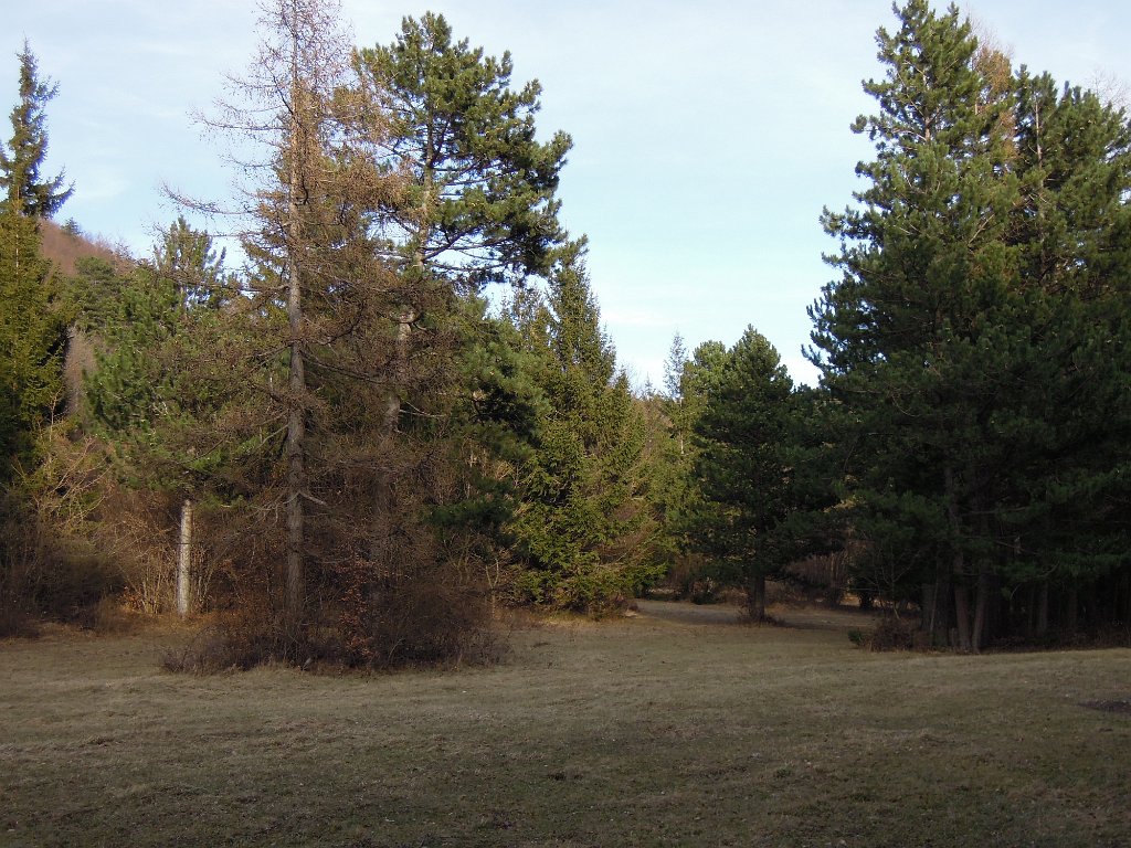 DSCN3948.JPG - Schöne Waldwege kurz vor Weißenbach