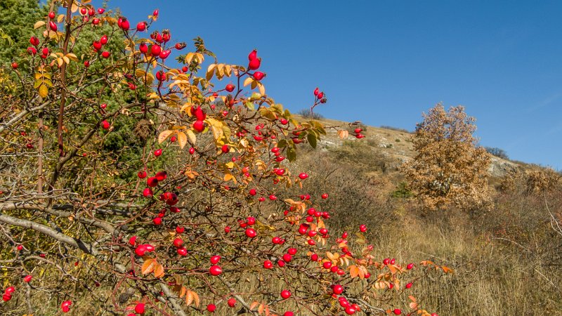 DSCN9586.jpg - Hetscherl in der Nachmittagssonne