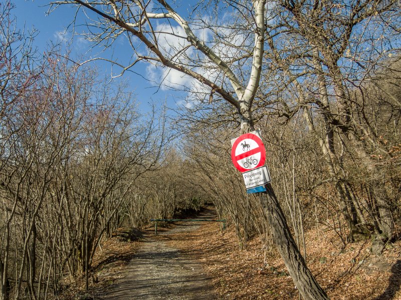 DSCN9589.jpg - Am Weg zum Pfaffenberg