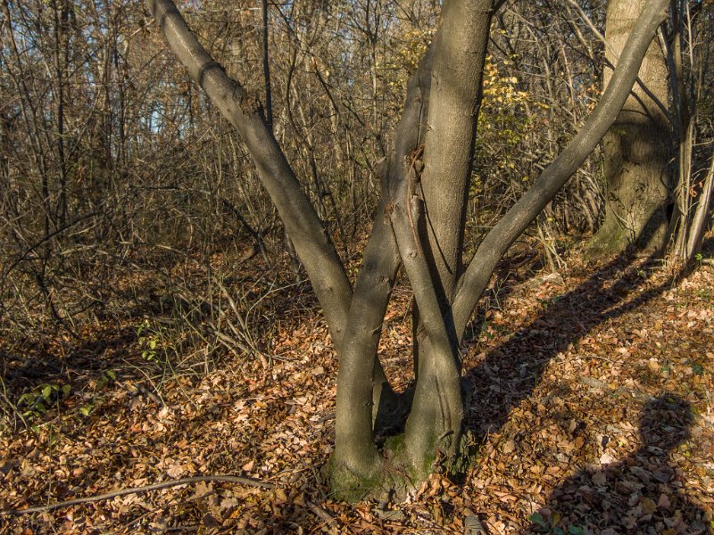 DSCN9592.jpg - Verdreht ...