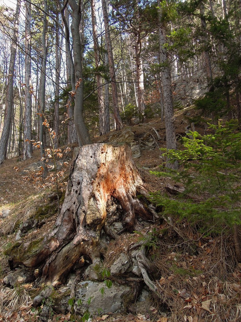DSCN4276.jpg