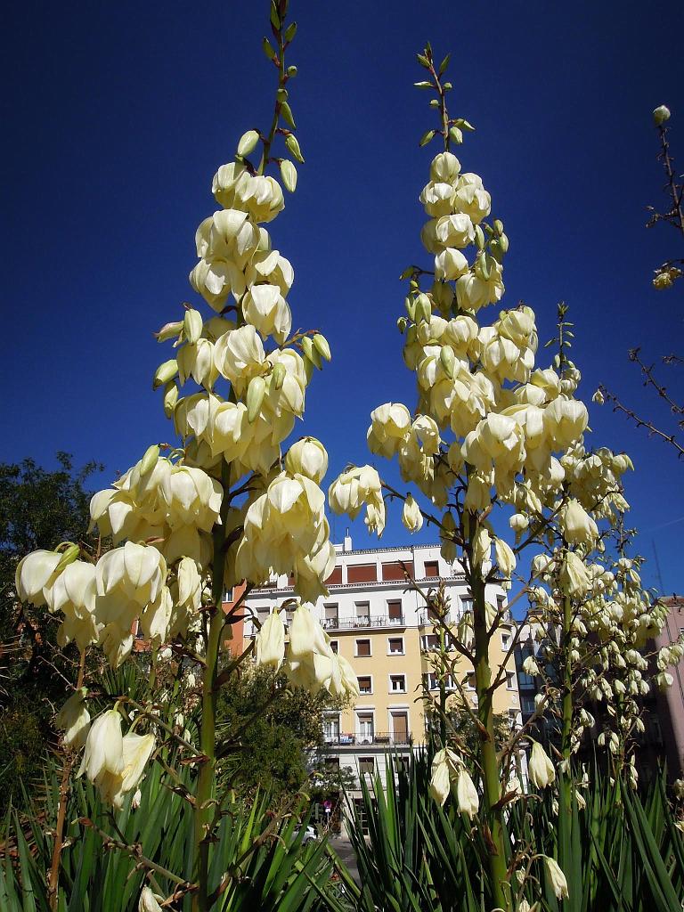 DSCN2019.jpg - Im Park ... Palmlilie (Yucca)