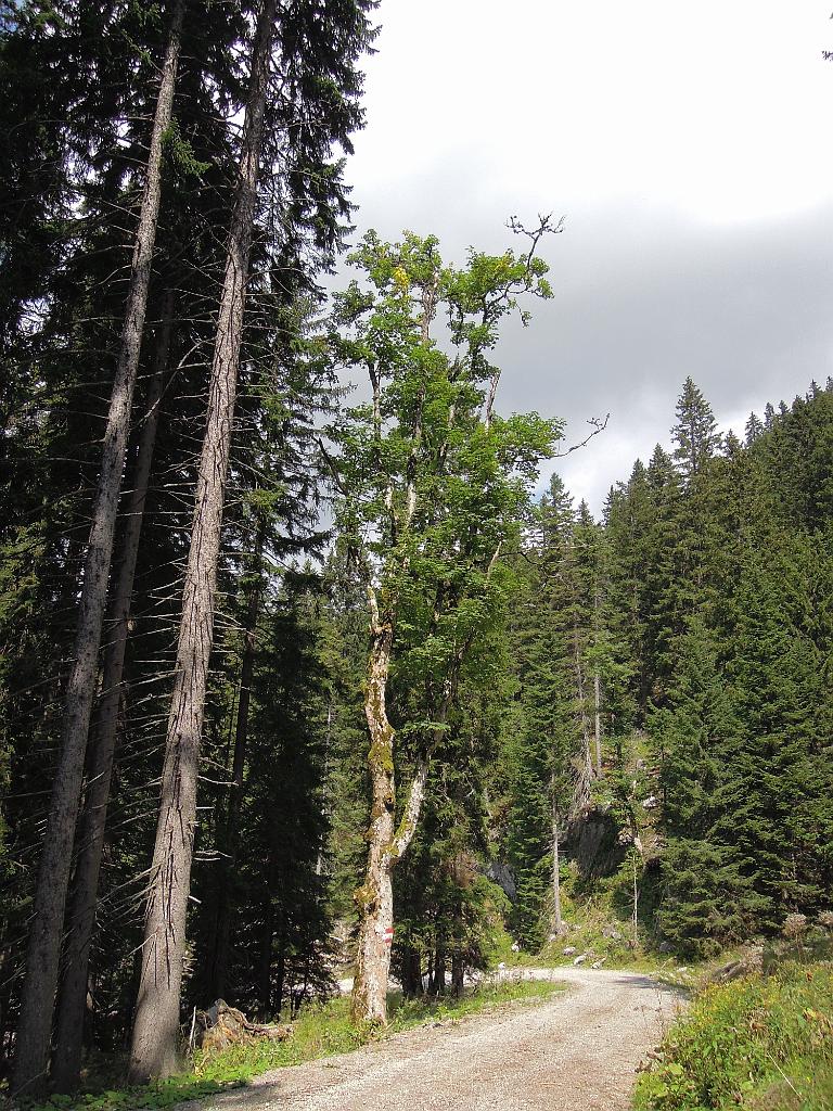 DSCN0958.jpg - Nahe der Bodenalm