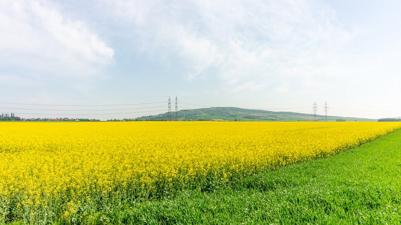 _DSC6380.jpg - Rapsfeld in voller Blüte, im Hintergrund der Waschberg