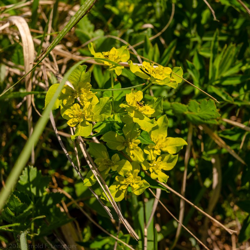 _DSC6399.jpg - Frühling ...